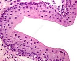 Transitional epithelium of the relaxed urinary bladder