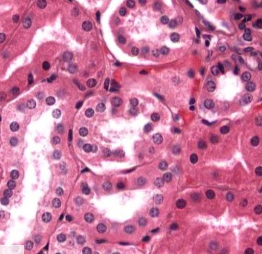 Simple cuboidal epithelium lining renal tubules