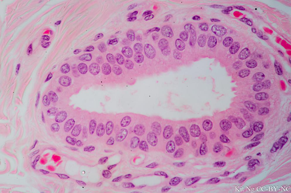Stratified cuboidal epithelium of a salivary gland excretory duct