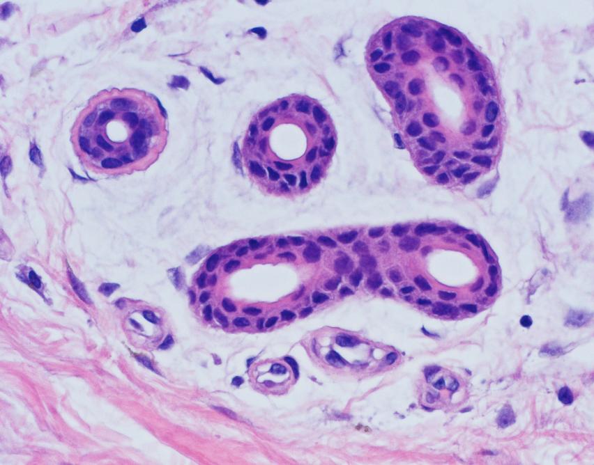 Stratified cuboidal epithelium of sweat gland excretory ducts