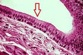 Stratified columnar epithelium of the male urethra, pars cavernosa